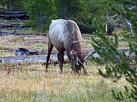 Yellowstone (46).JPG
